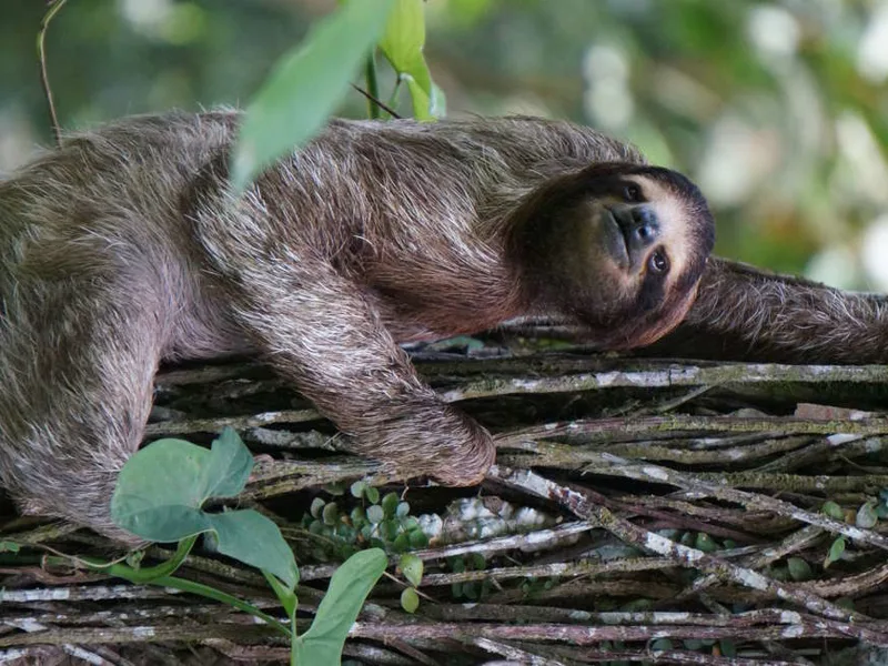 The famous Costa Rican sloth