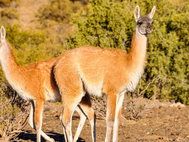 Vicuna in Argentina