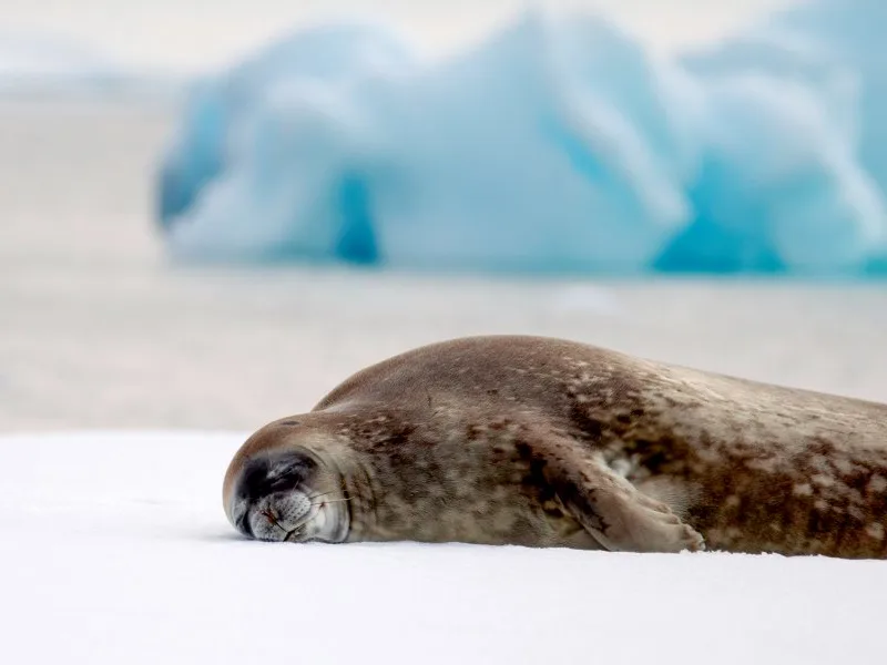 sleepy seal