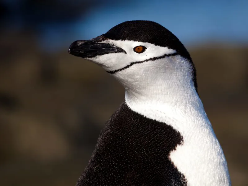 Chinstrap penguin