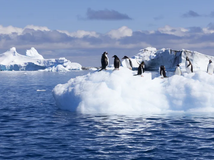 Gentoos on ice
