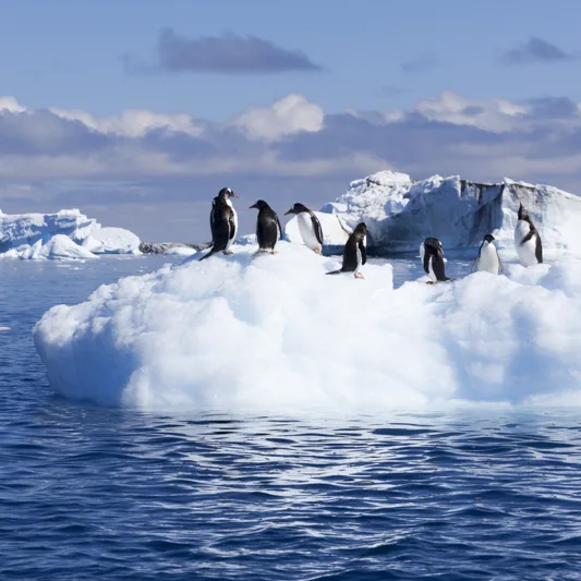 Gentoos on ice