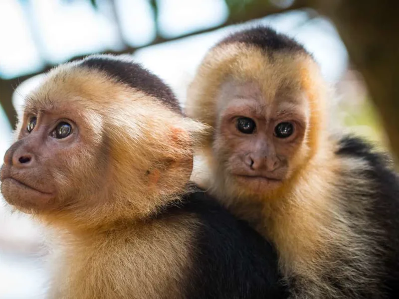 Capuchin monkeys