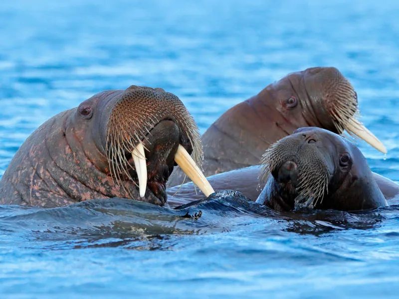 Walrus