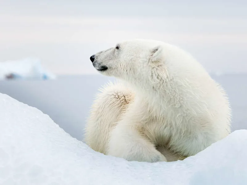 Polar Bear