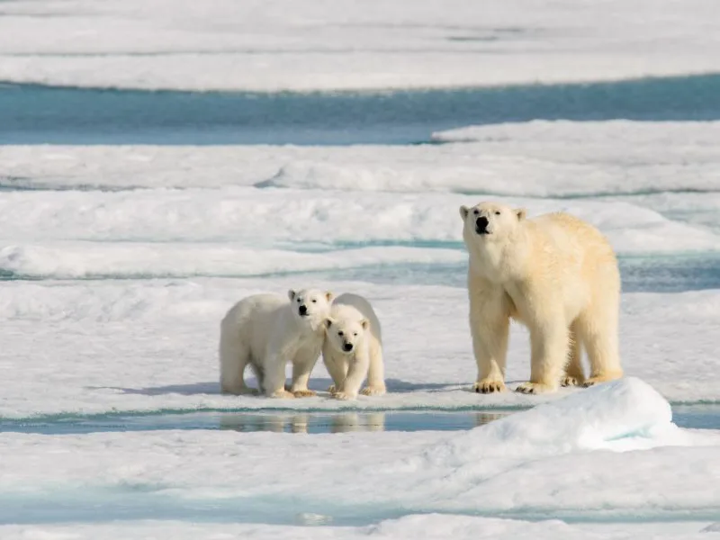 Polar bear and cubs