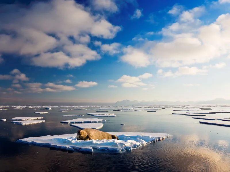 Walrus on ice floe