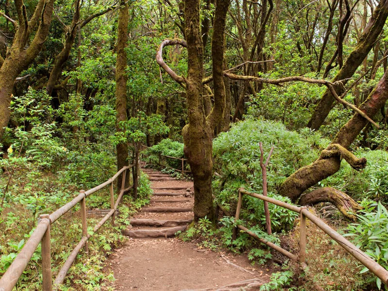 Laurel Forest
