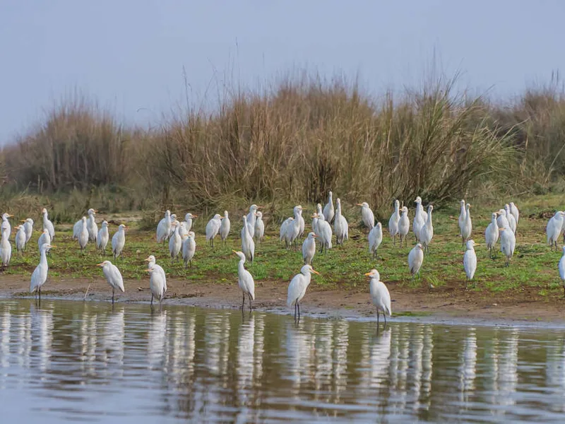 Egrets in Chitwan