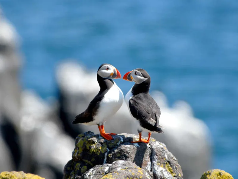 Puffins - end of April to mid August