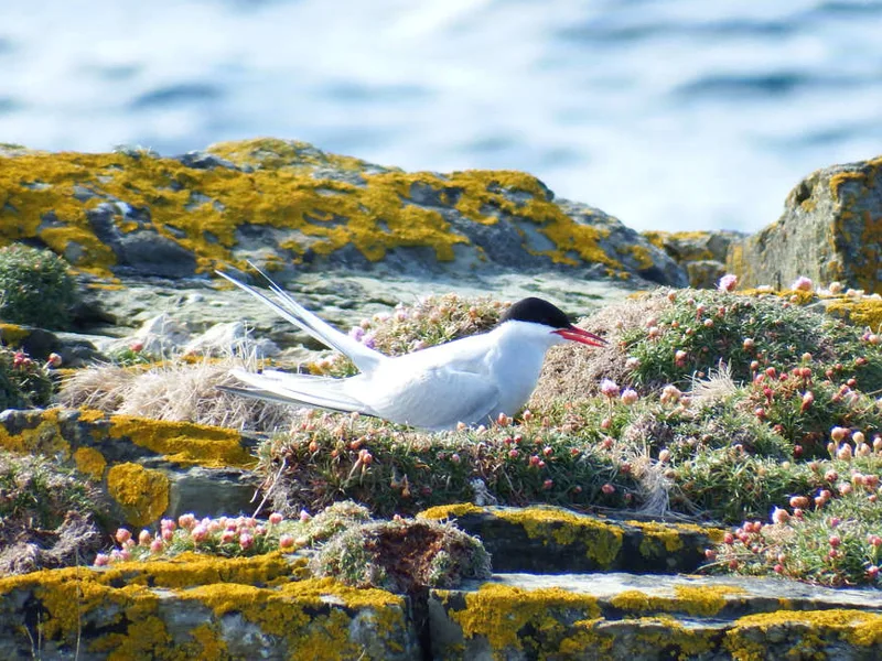 Arctic Tern resting at Brough of Birsay