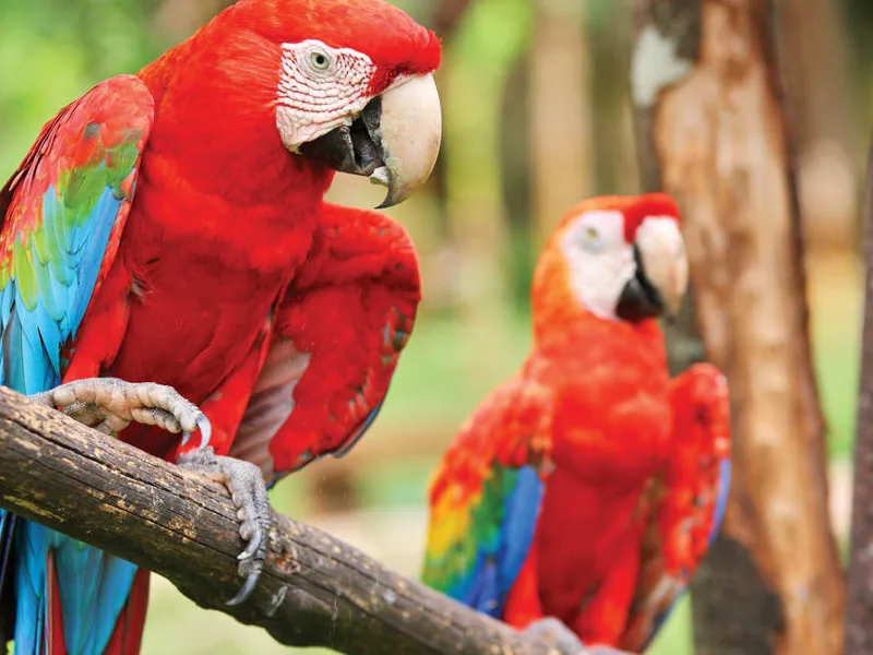 Scarlet macaws
