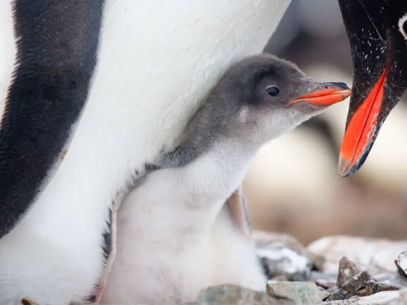 Gentoo and chick
