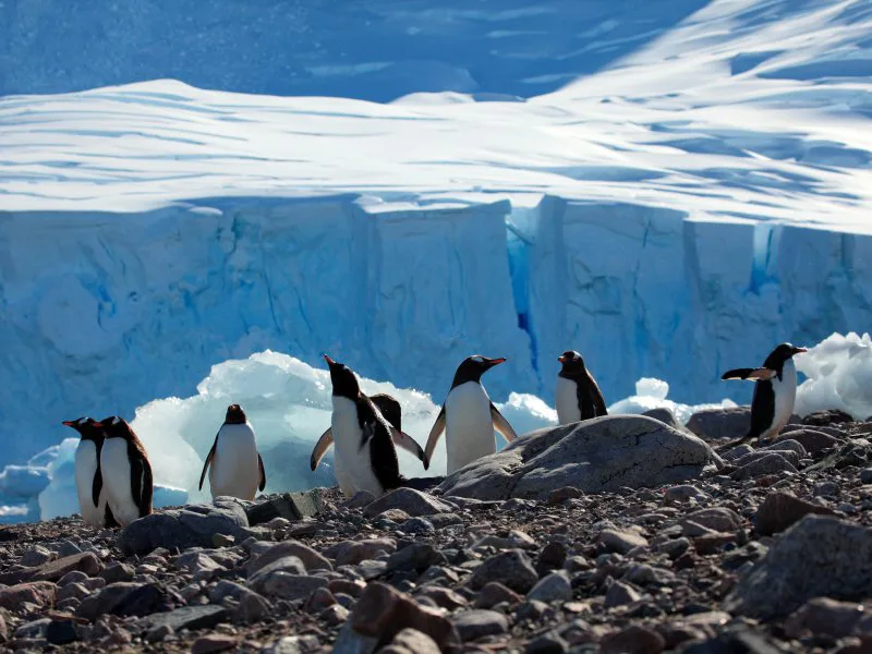 Gentoos in Antarctica