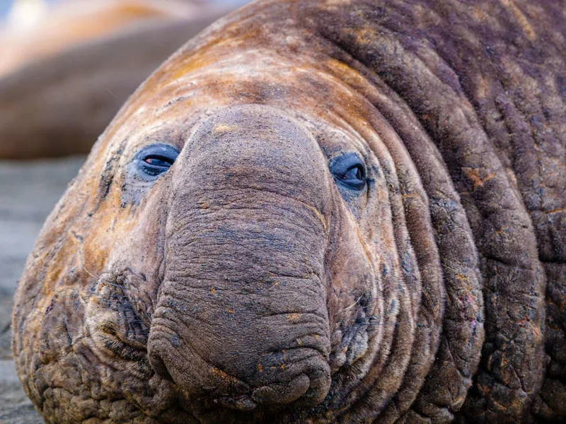 Elephant Seal