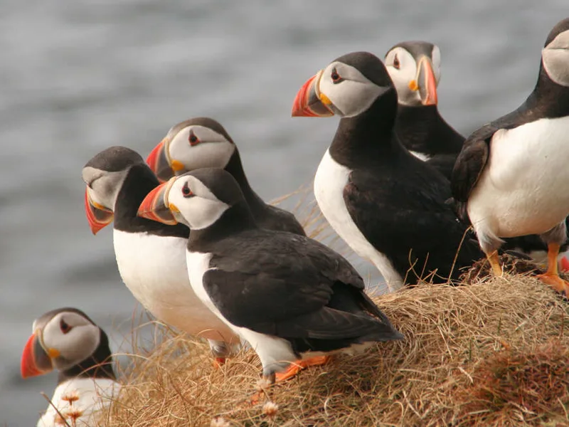 Puffins
