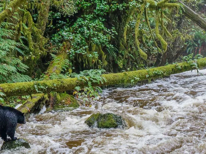 Pacific Rim National Park