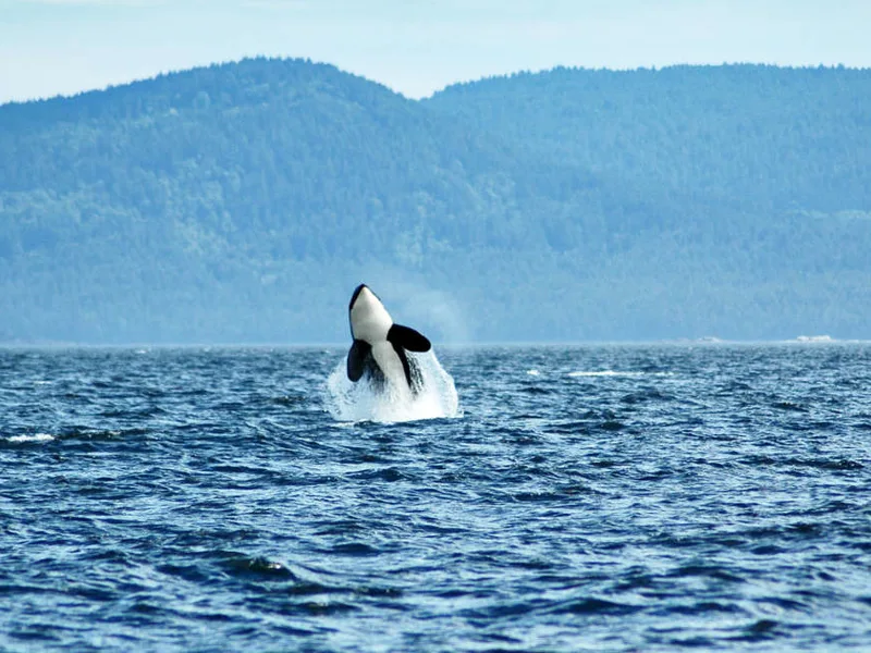 Whale watching Vancouver Island