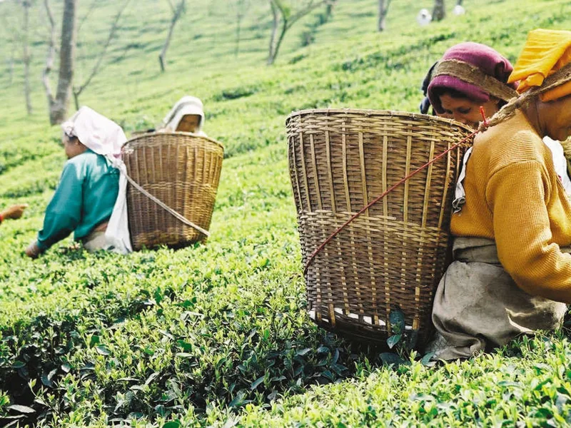 Tea picking, Sikkin