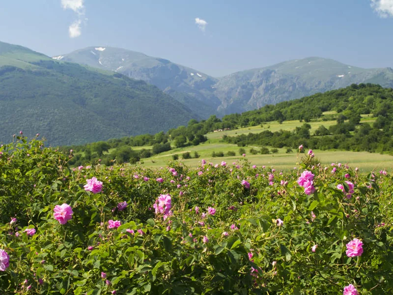 Rose Valley near Kazanluk, Bulgaria