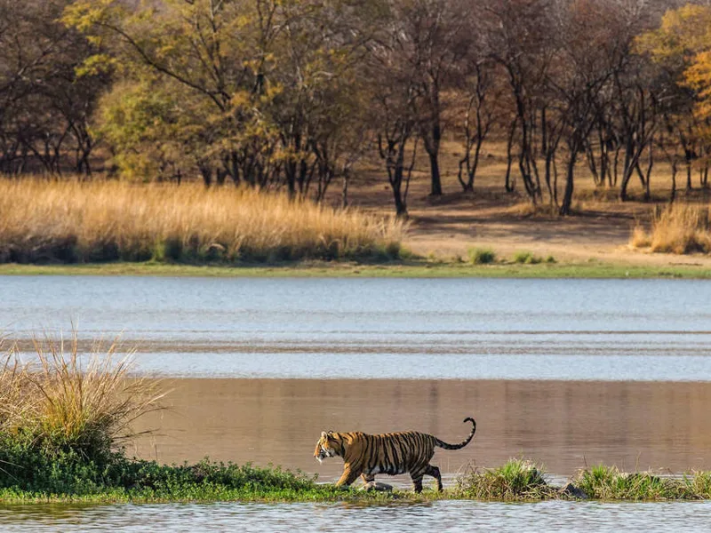 Tiger at Ranthambore