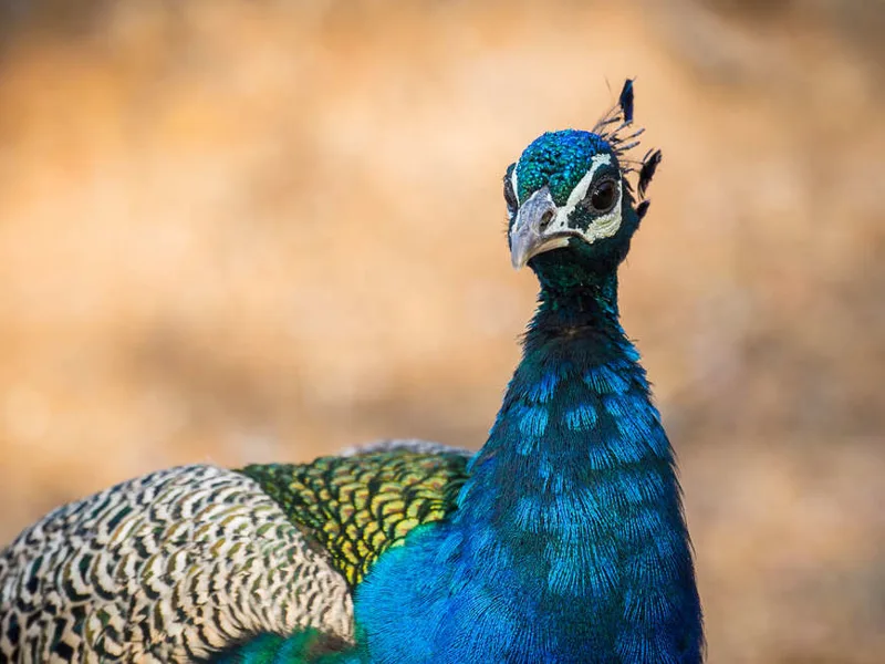 Peacock
