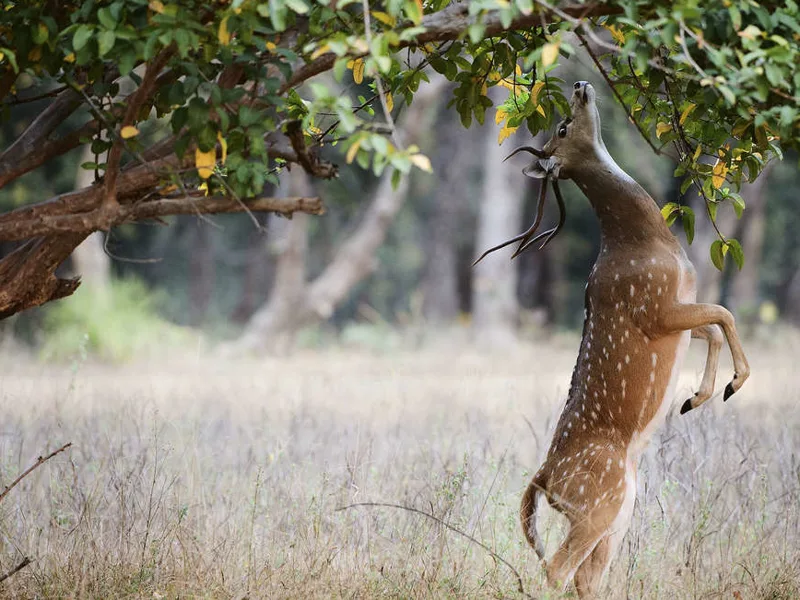 Chital deer