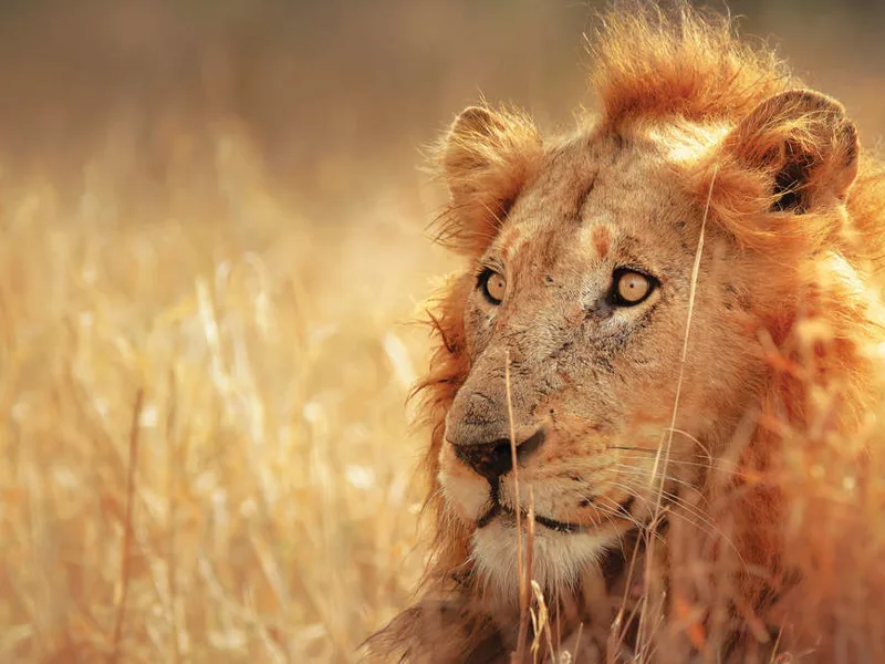 South Africa Highlights