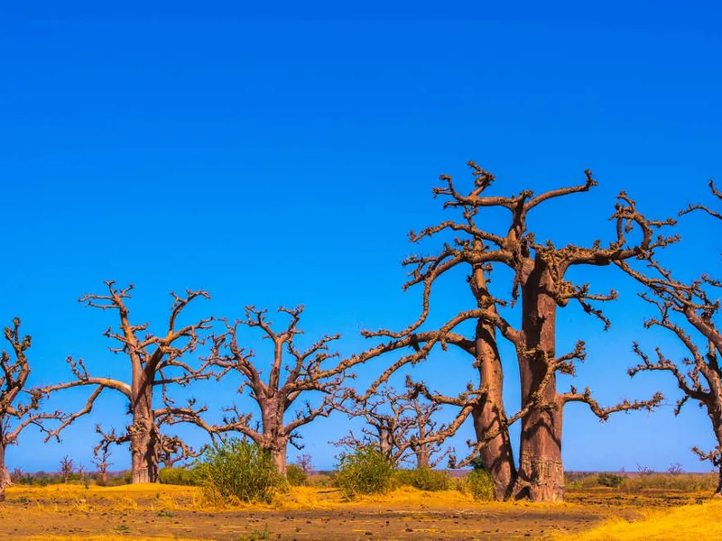 Baobab, Senegal