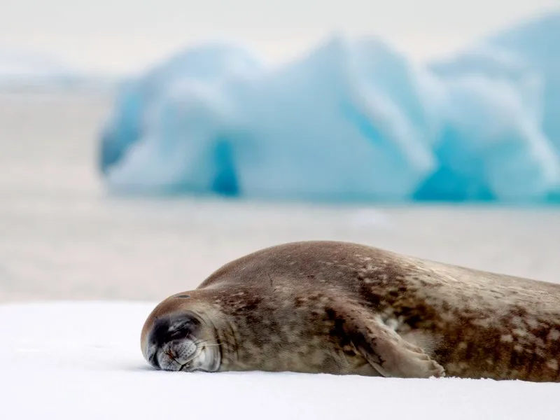 Seal on the ice