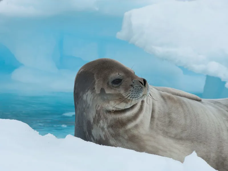 Weddell seal