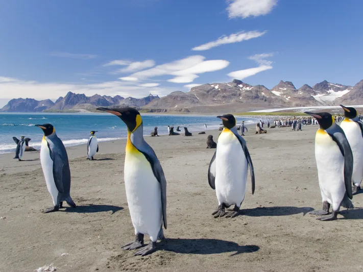 King penguin