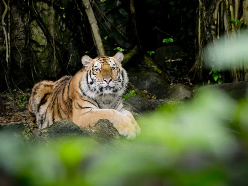 Tiger in Sundarbans