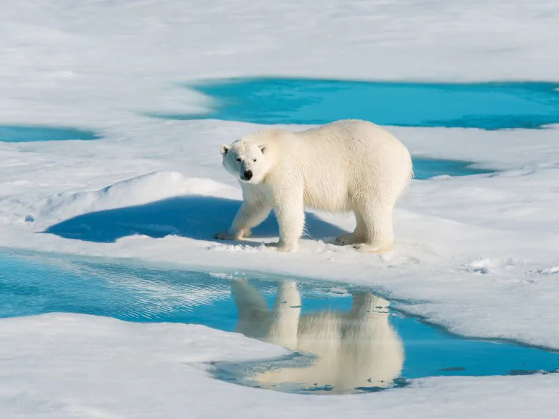 Polar bear on ice