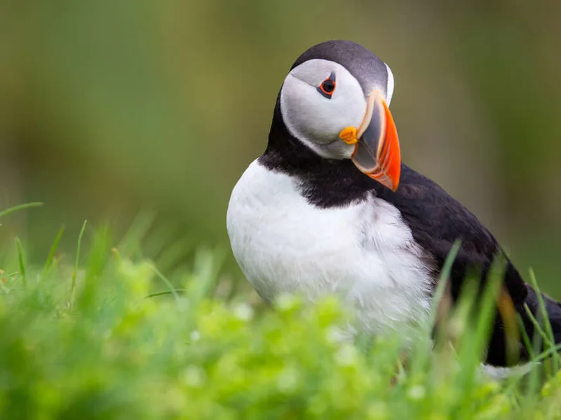 Puffin