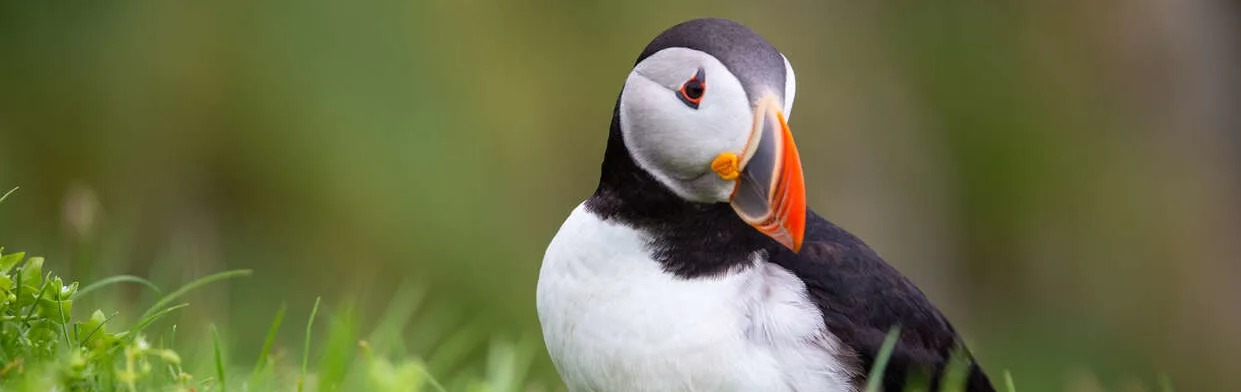 Puffin