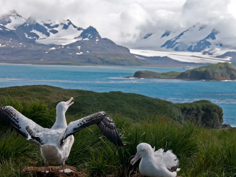 Wandering Albatross