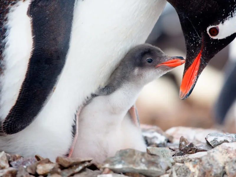 Gentoo penguin and chick
