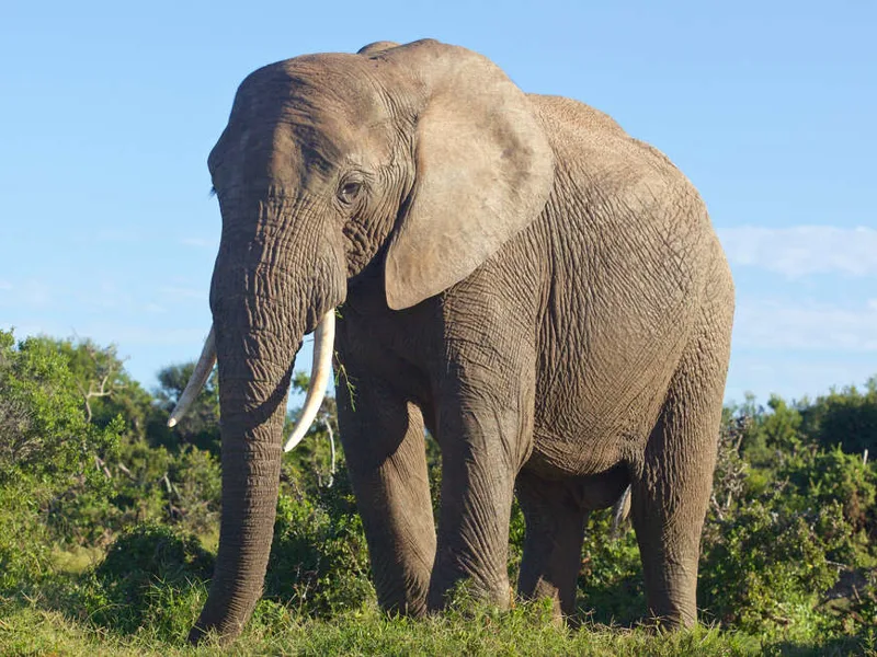 Elephants in Addo