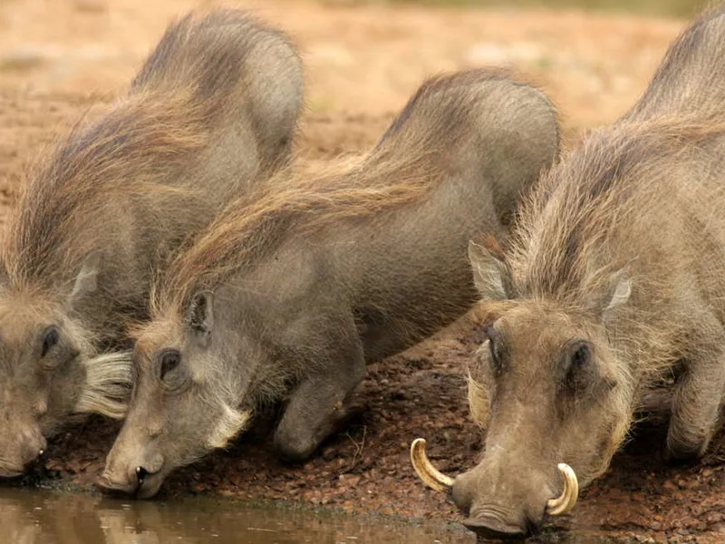 Addo Elephant National Park