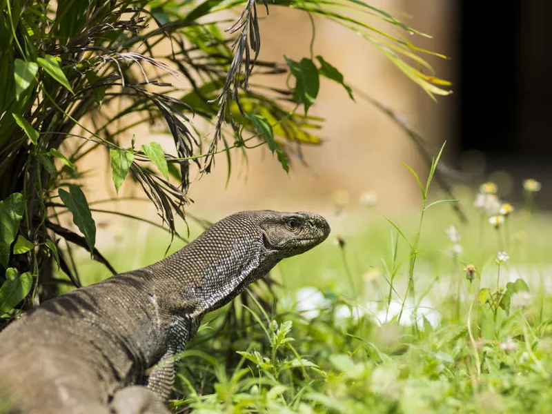Monitor lizard at Galle Fort