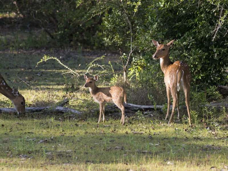 Spotted Deer in Wilpattu