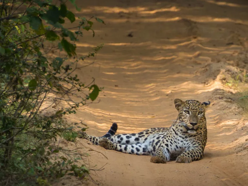 Leopard in the road in Wilpattu