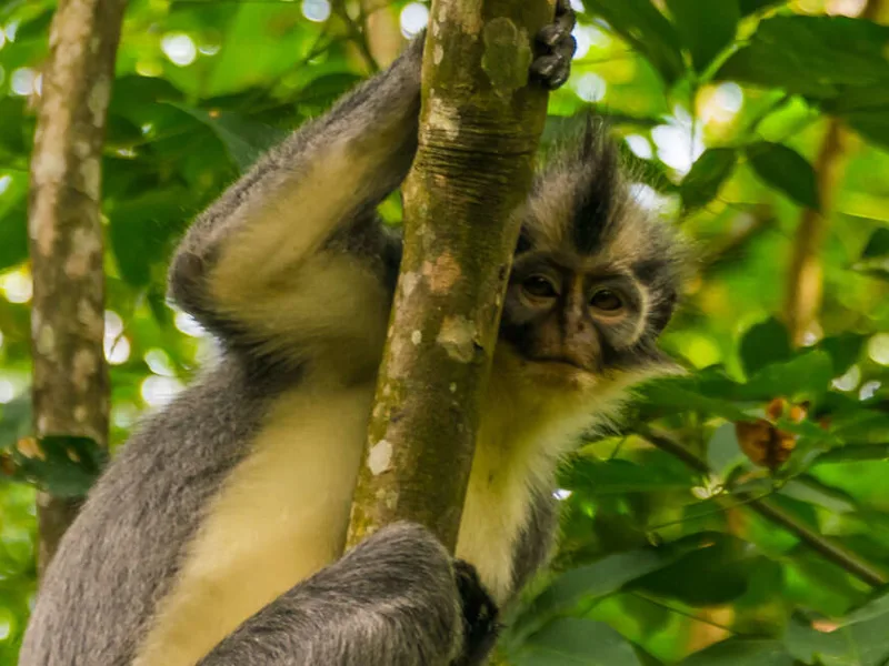 Thomas Leaf Monkey