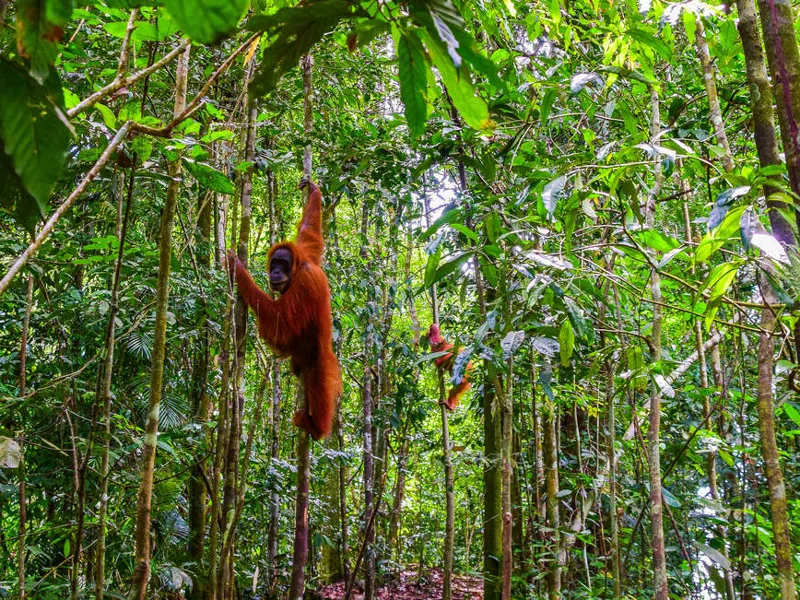 Orangutan in Gunung Leuser National Park