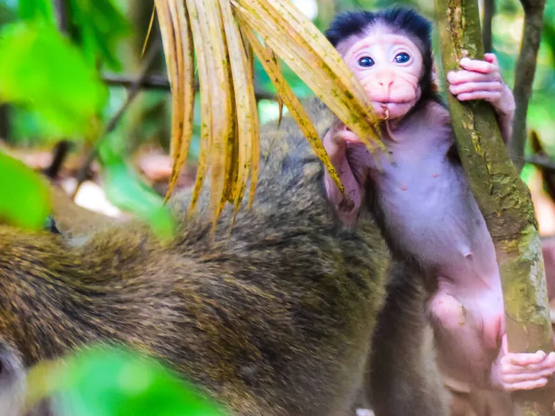 Baby Macaque