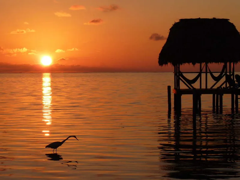Stork at sunset
