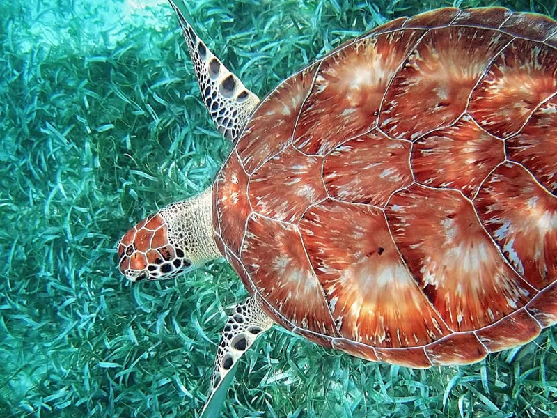 Loggerhead turtle at the Hol Chan Marine Reserve