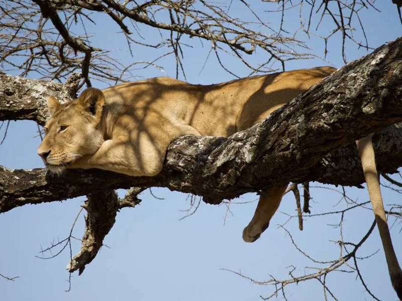 Serengeti Wildlife Experience