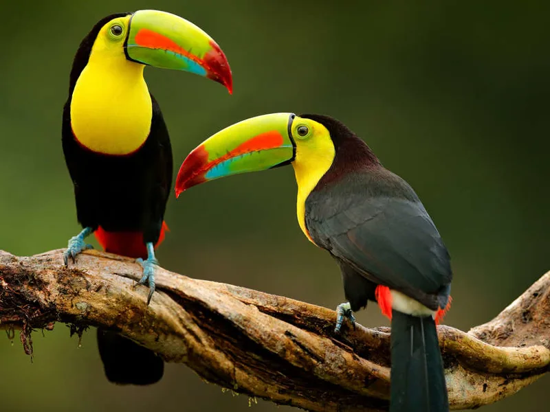 Toucan